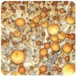Псилоцибиновые (галлюциногенные)  грибы Psilocybin "Golden Teacher" в Новомичуринске