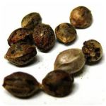 Семена марихуаны АК-47  (Seeds AK-47) в Новомичуринске
